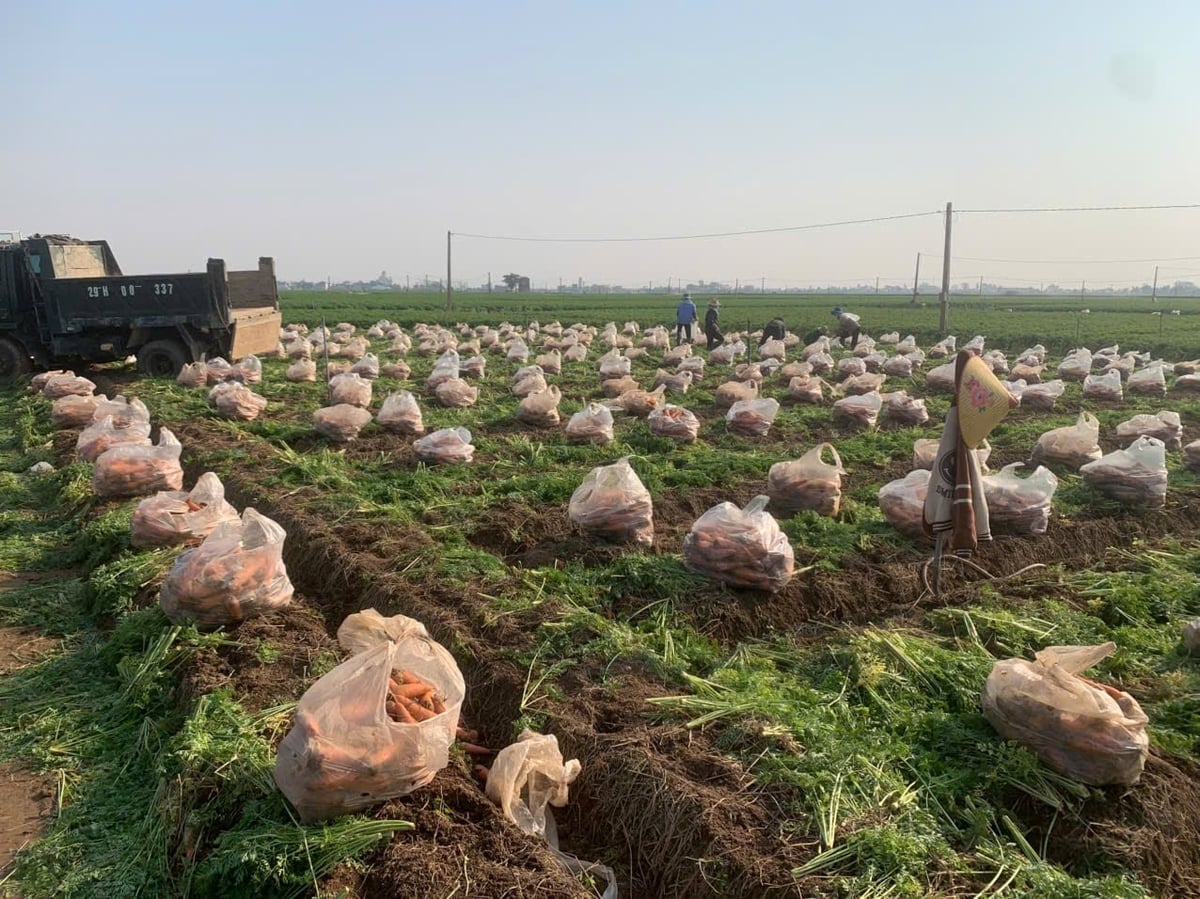 Người lao động Đức Chính không chỉ mang giống, mà còn mang theo 'bí quyết' canh tác cà rốt đến nhiều địa phương khác. Ảnh: Phạm Hoàng.