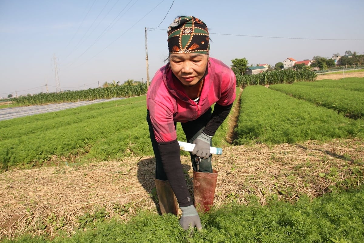 Bà Nguyễn Thị Bích (thôn Địch Tràng) chia sẻ, cà rốt giúp gia đình sống được với ruộng, nhưng giá bấp bênh, sâu bệnh nhiều, chi phí tăng khiến thu nhập không còn ổn định. Ảnh: Lan Chi.