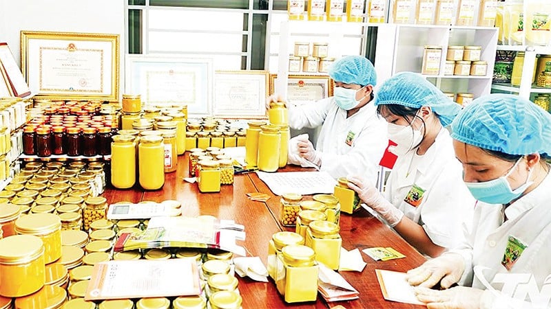 Des membres de la coopérative agricole Tan Thanh (quartier de Bac Kan) conditionnent des produits à base d'amidon de curcuma. (Photo T.L.)