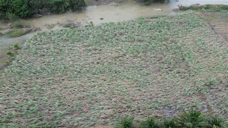 Hơn 1.000 ha mía nguyên liệu của Công ty AgriS Ninh Hòa thiệt hại do mưa lũ. Ảnh: PC.