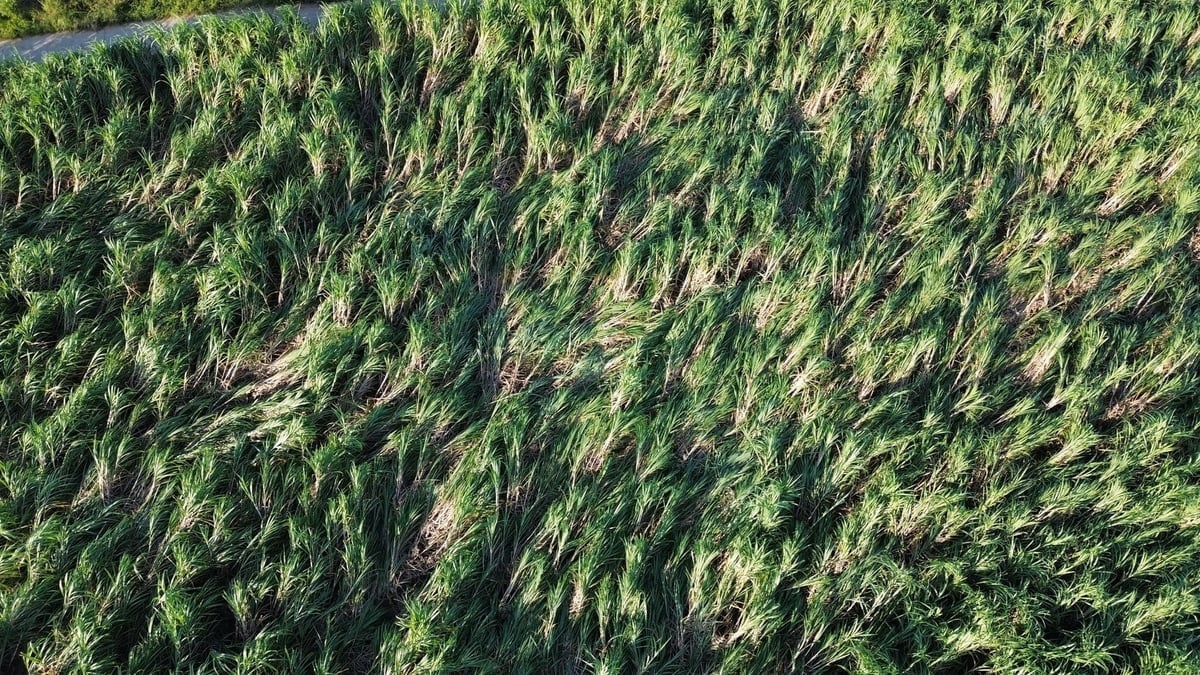 Nước lũ làm cho mía bị gãy đổ. Ảnh: PC.