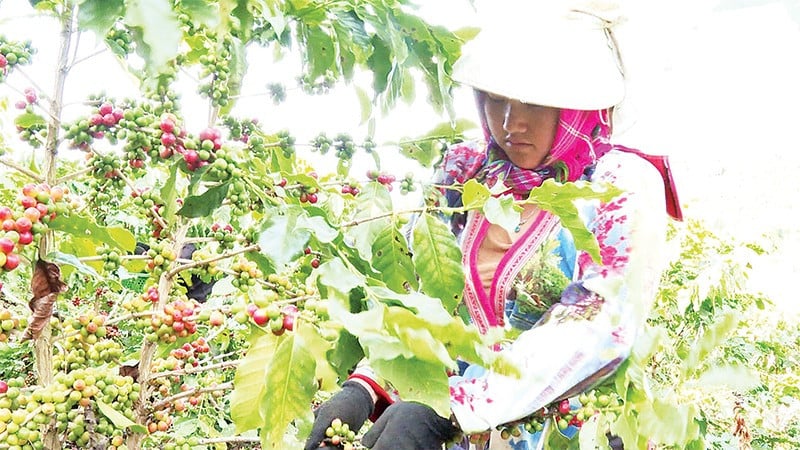 Bøndene i Quai To kommune høster modne røde kaffebønner fra den første frukthagen.