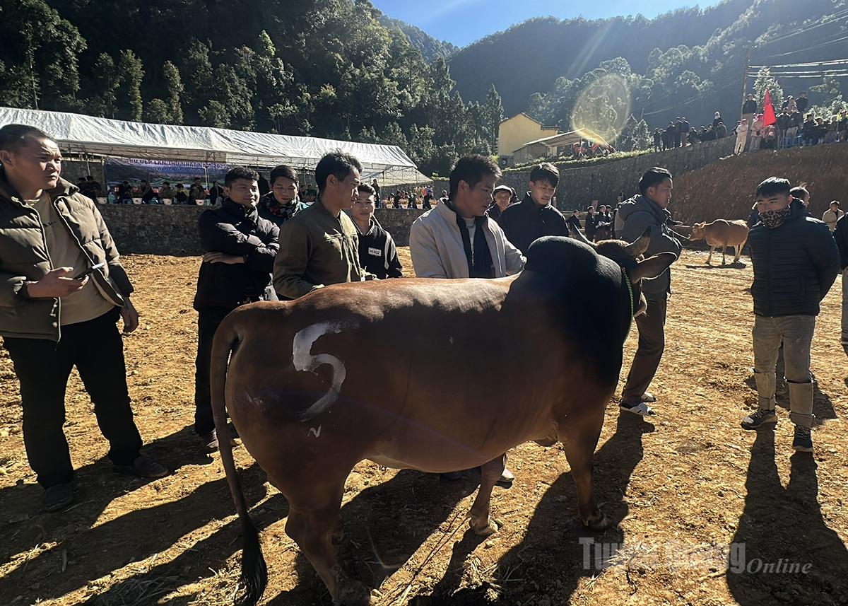 Оргкомитет оценивает и отбирает качественных коров.