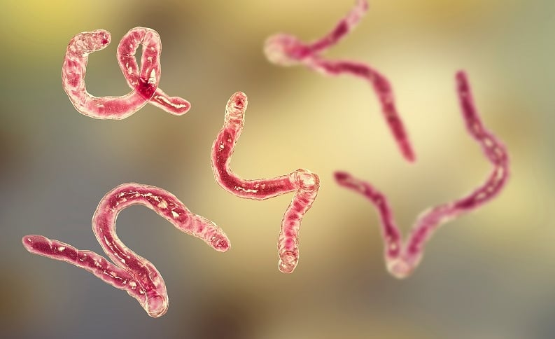Nhiễm giun: nguyên nhân, triệu chứng, điều trị và cách phòng ngừa - Công ty  Cổ phần Vacxin Việt Nam
