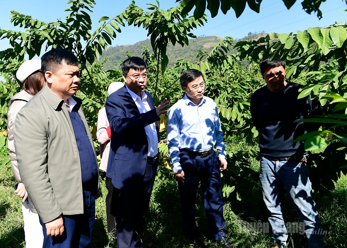 ສະຫາຍ ຮວ່າງເຈົາລອງ, ກໍາມະການຄະນະປະຈໍາພັກແຂວງ, ຮອງປະທານຄະນະກໍາມະການປະຊາຊົນແຂວງ ໄດ້ໄປຢ້ຽມຢາມເຂດຜະລິດຫມາກໂປມຢູ່ຕາແສງ ມາຍເຊີນ.