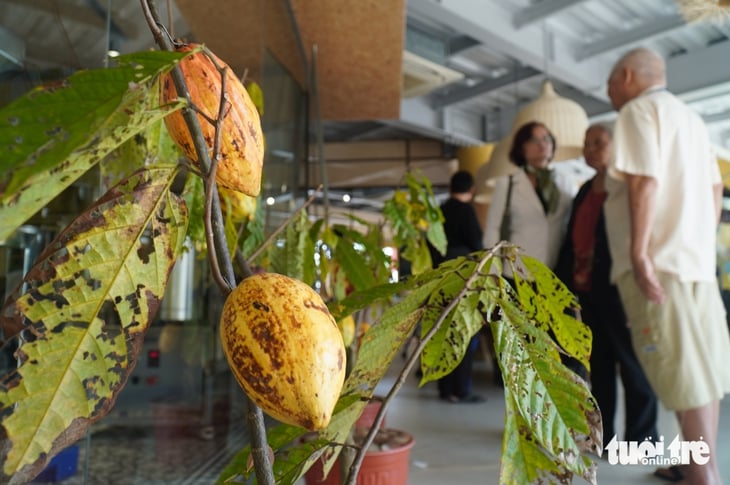 chocolate  - Ảnh 1.