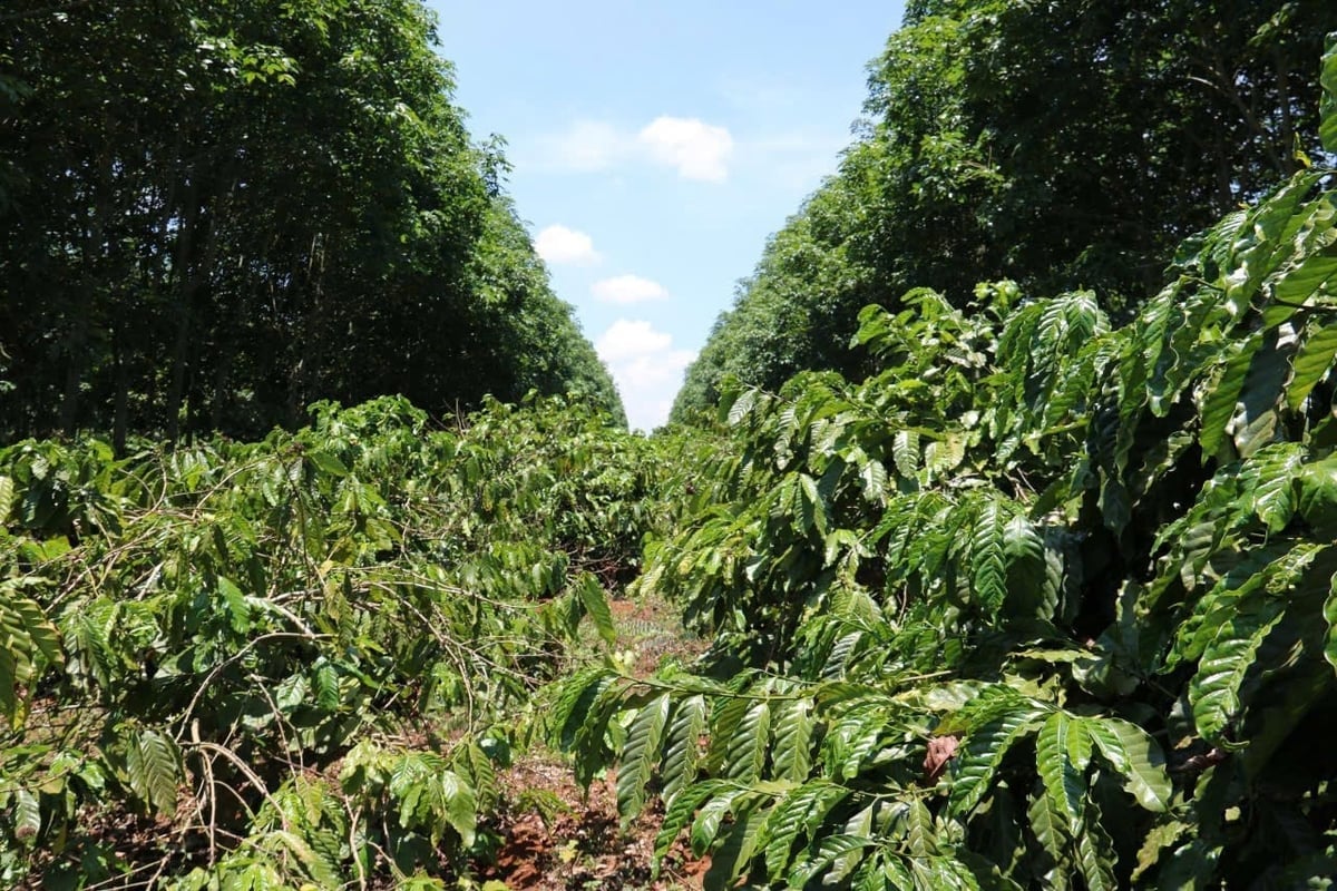 Công đoàn Cao su Krông Búk chăm lo đời sống người lao động, tạo động lực để công ty hoàn thành vượt mức các chỉ tiêu sản xuất kinh doanh. Ảnh: Ngọc Thăng.