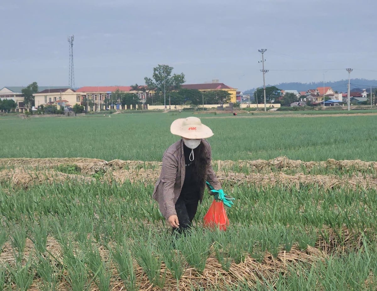 Chị Lê Thị Nguyệt, thôn Phương Quất, xã Nam An Phụ đã gắn bó với cây hành gần 30 năm qua. Ảnh: Đinh Mười.