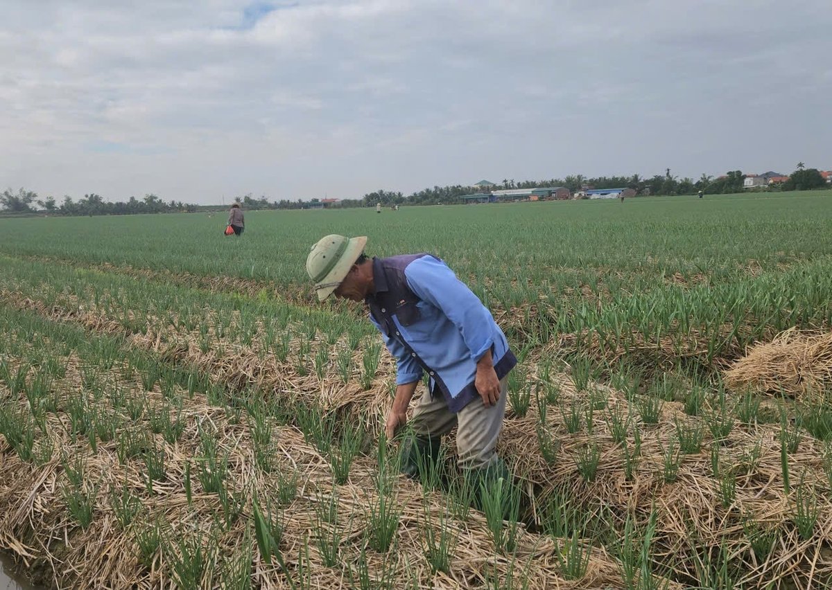Hộ ông Nguyễn Văn Riêng, thôn Phương Quất đang tham gia mô hình trồng hành áp dụng IPHM của Công ty cổ phần Đầu tư Nông nghiệp Vàng. Ảnh: Đinh Mười.