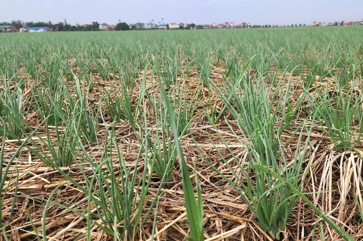 Cây hành ở Nam An Phụ sẽ được nâng tầm từ sự quan tâm của ngành nông nghiệp, chính quyền địa phương và nông dân. Ảnh: Đinh Mười.