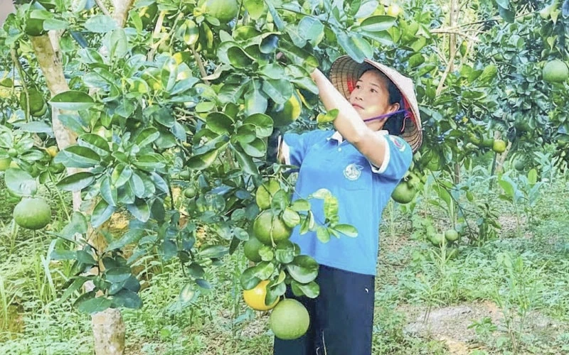 Thach Quang اقتصادی ترقی اور نئی دیہی تعمیر پر توجہ مرکوز کرتا ہے۔