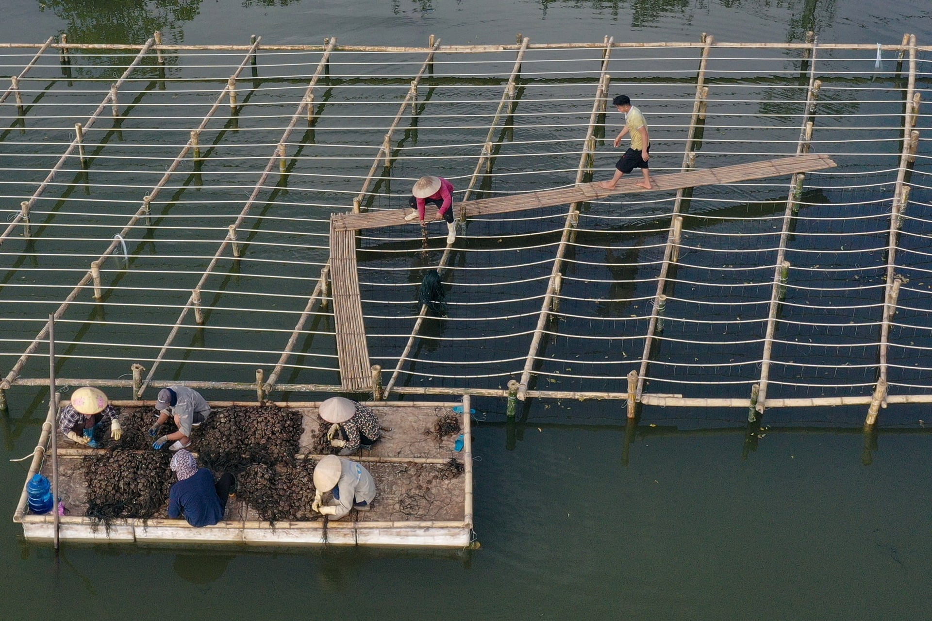 Bà con thu hoạch hàu tại xã Kim Đông, tỉnh Ninh Bình. Ảnh: Đỗ Trường