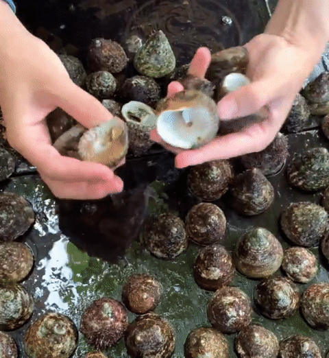 द्वीप पर शंकु घोंघा महिला!.mp4