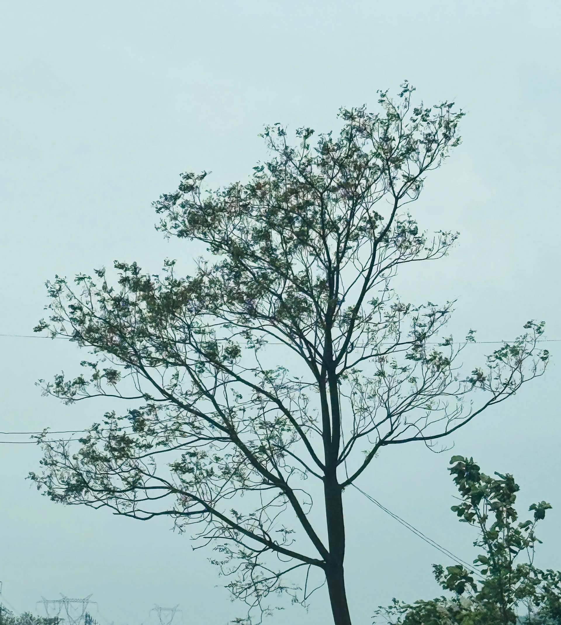 Lövfällningssäsong - Foto: N.V