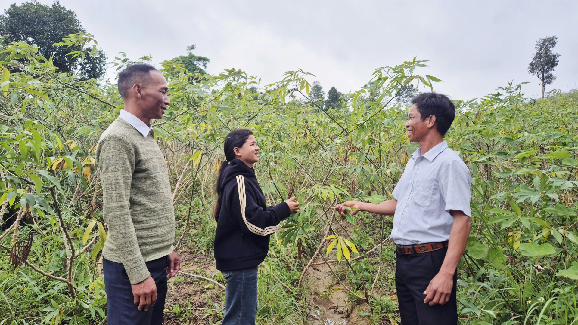 Herr Hieu (höger) vägleder aktivt byborna i kassavaodlingstekniker - Foto: K.S