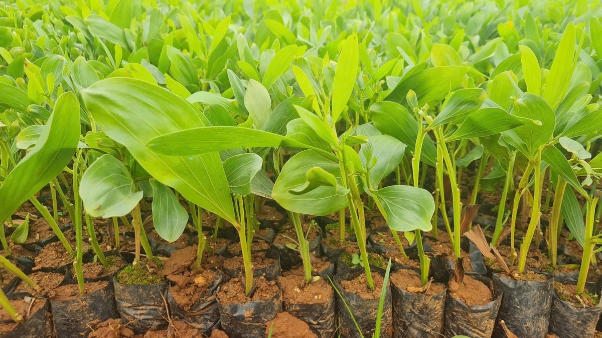 Lâm nông nghiệp Sông Hiếu đã sản xuất được nhiều giống keo chất lượng. Ảnh: Việt Khánh.