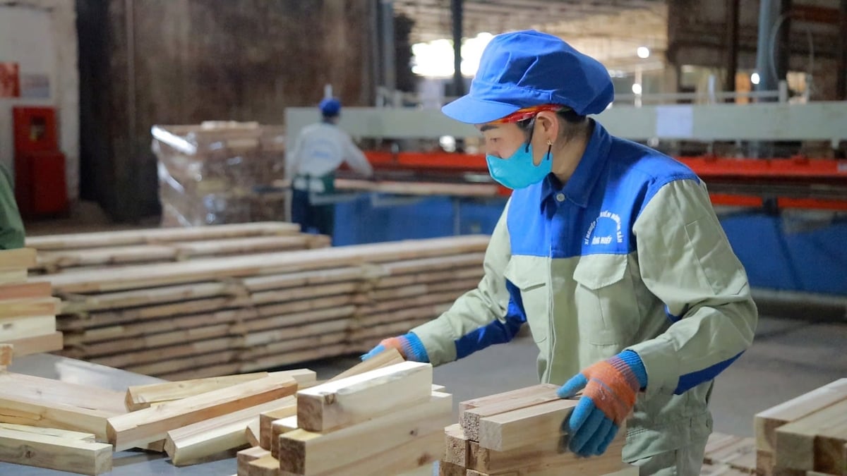 Có sẵn vùng nguyên liệu giúp Lâm nông nghiệp Sông Hiếu chủ động trong quá trình chế biến. Ảnh: Việt Khánh.