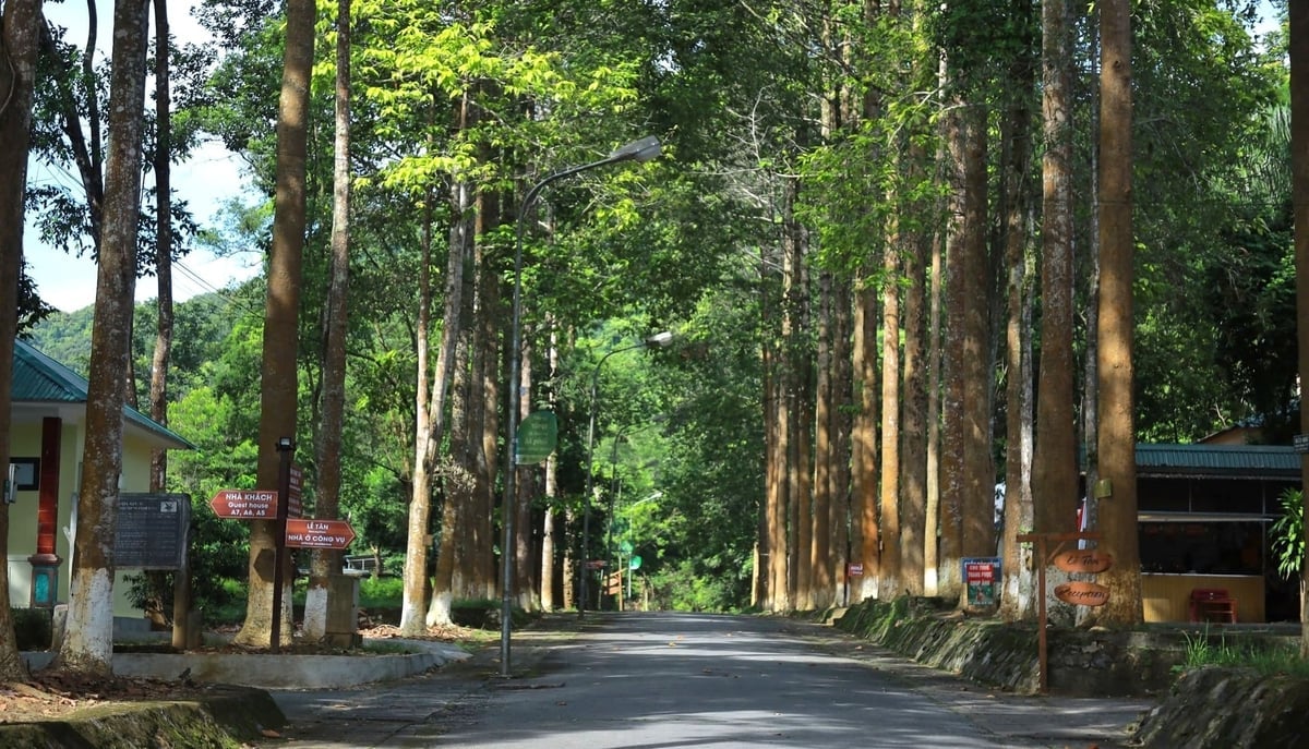 Pù Mát là kiệt tác mà thiên nhiên đã ban tặng cho miền tây xứ Nghệ. Ảnh: Việt Khánh.