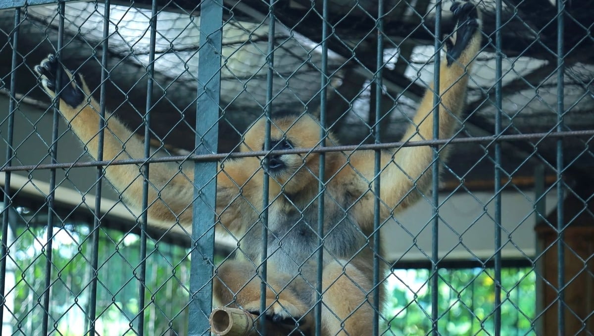 Nhiều động vật quý, hiếm được ghi nhận tại Vườn Quốc gia Pù Mát. Ảnh: Việt Khánh.