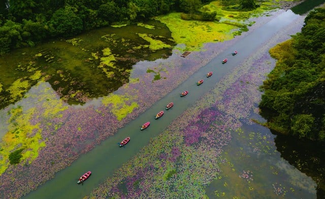 Tam Cốc ngọt lịm mùa hoa súng - Ảnh 1.