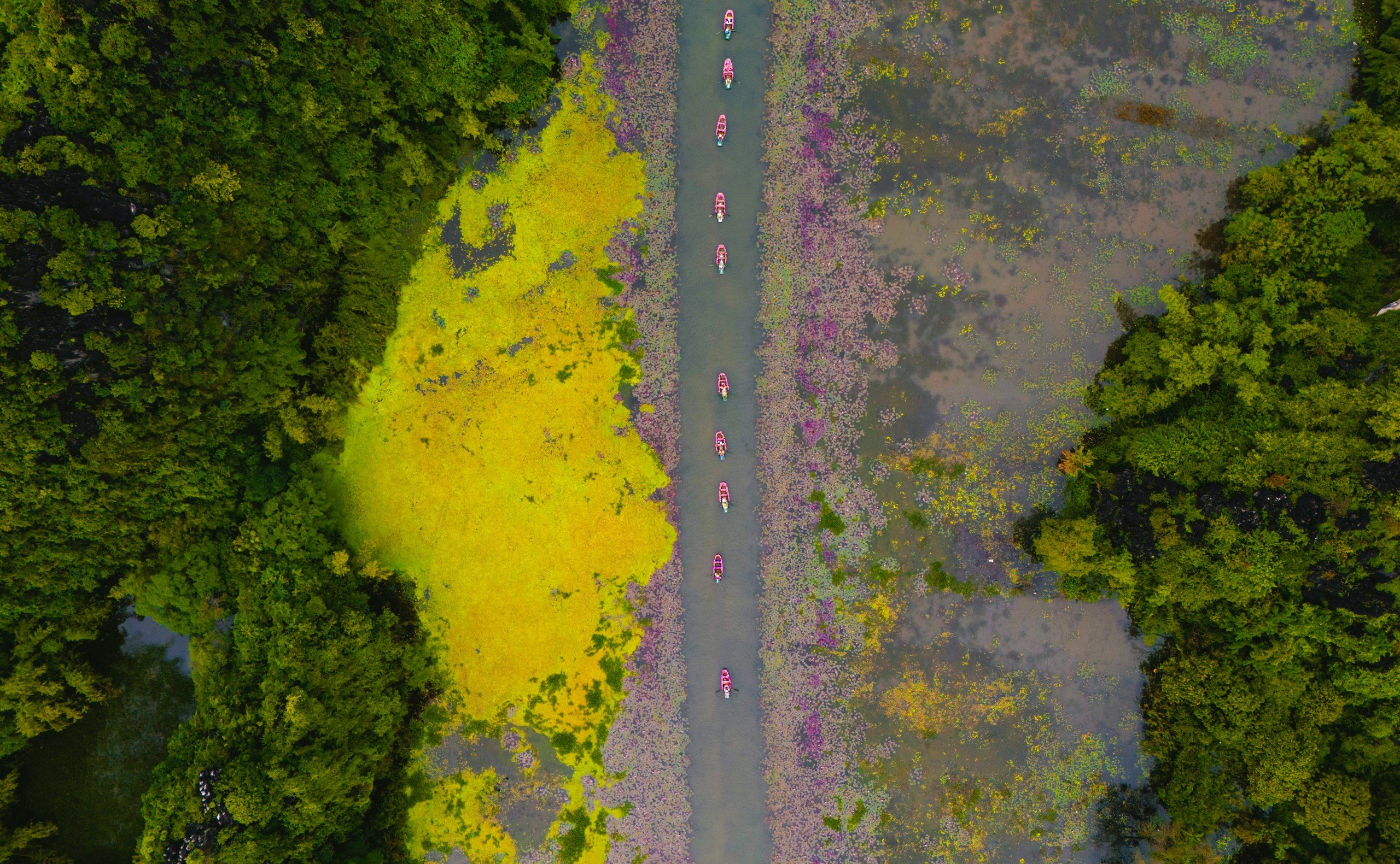 Tam Cốc ngọt lịm mùa hoa súng - Ảnh 6.