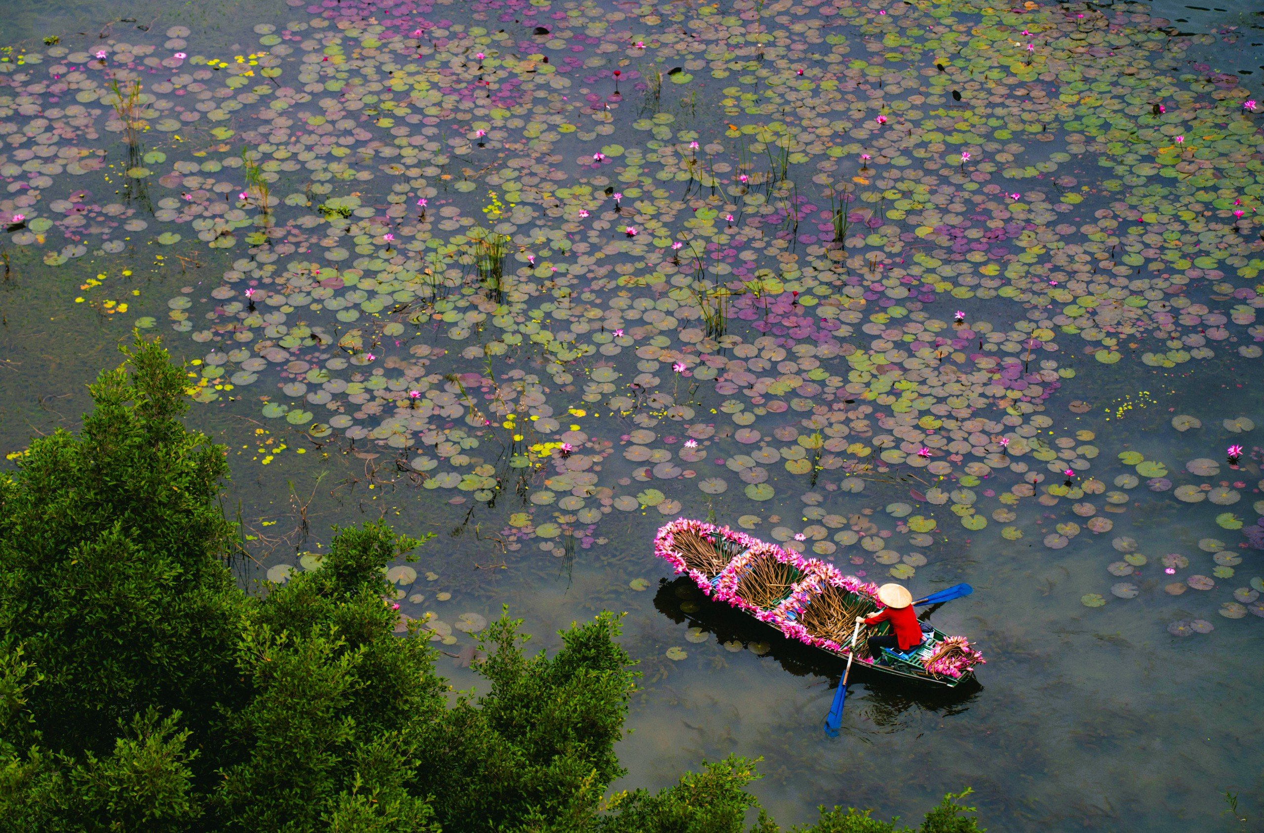 Tam Cốc ngọt lịm mùa hoa súng - Ảnh 13.