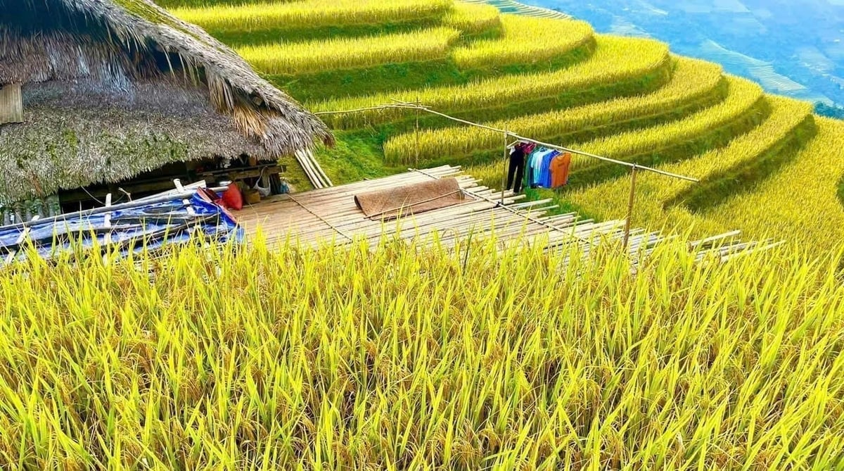 Cập nhật giá lúa gạo hôm nay 30/11/2025 mới nhất