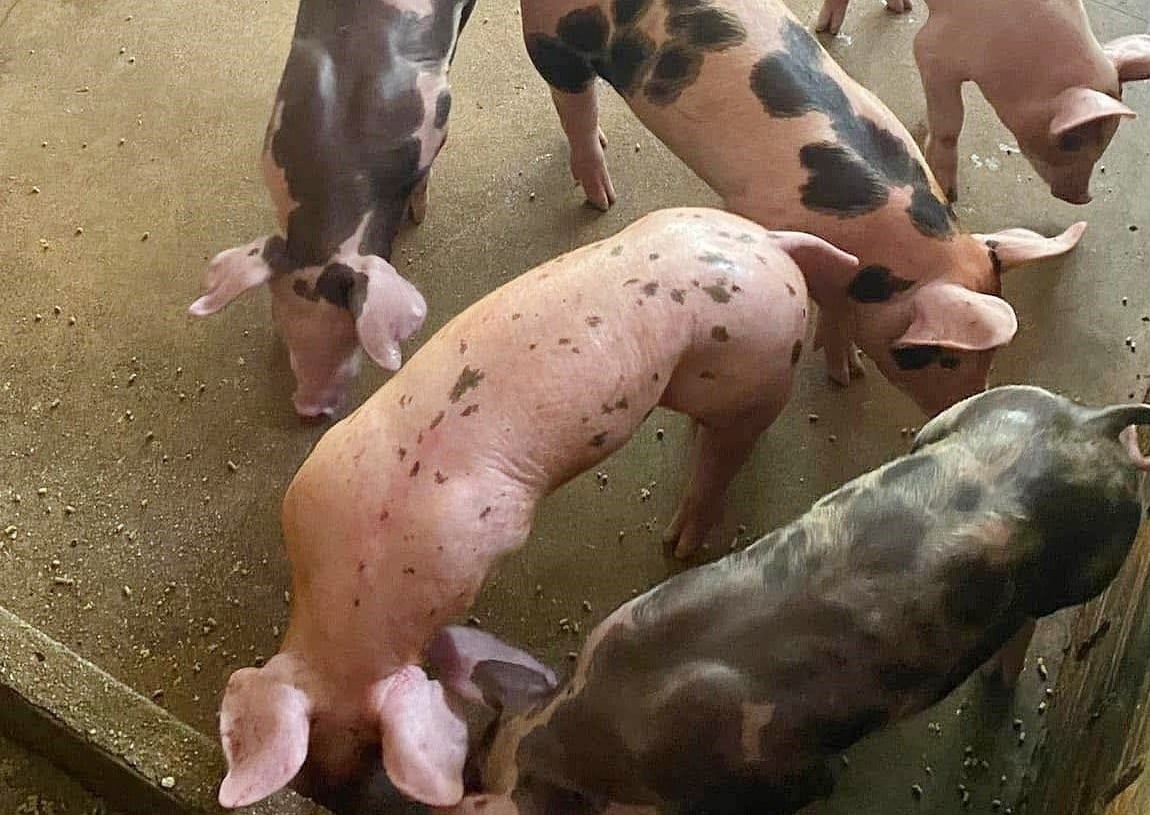 Giá heo hơi hôm nay 30/11/2025 ở ba miền mới nhất