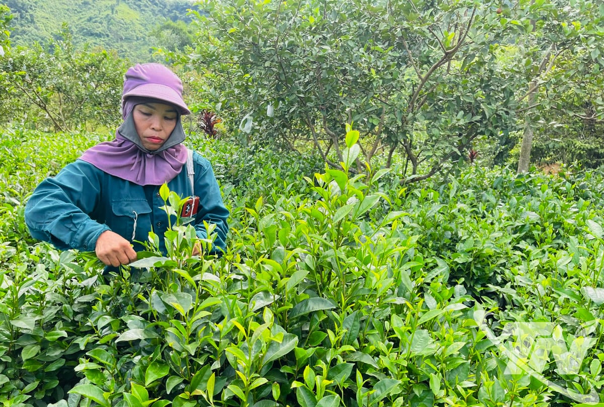 La familia de la Sra. Dang Thi Dung, de la aldea Phieng An, comuna de Bach Thong, salió de la pobreza gracias a los árboles de té.