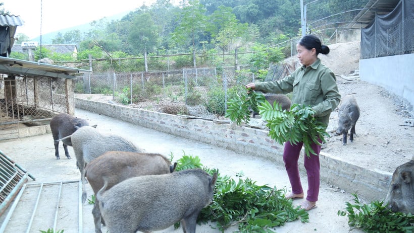 Multe gospodării se străduiesc să crească animale, să se îmbogățească și să scape de sărăcie.