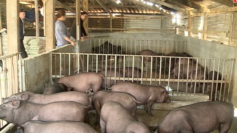 Model peternakan babi hitam asli membantu masyarakat di komunitas Phong Tho menstabilkan kehidupan mereka dan menjadi kaya.