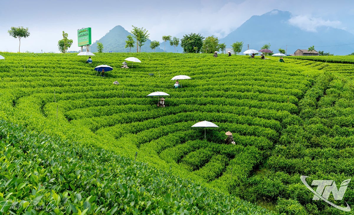 مسٹر فان کوونگ نے Cau Da Tea Hill کے کام سے اپنے وطن پر فخر کا اظہار کیا۔