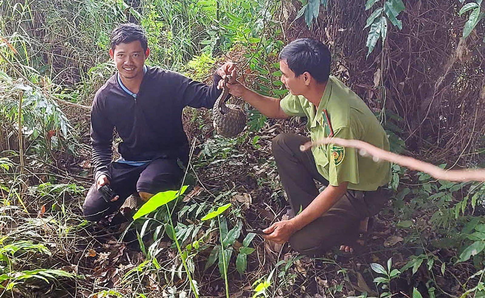 שחרור פנגולין במשקל של כ-2 ק