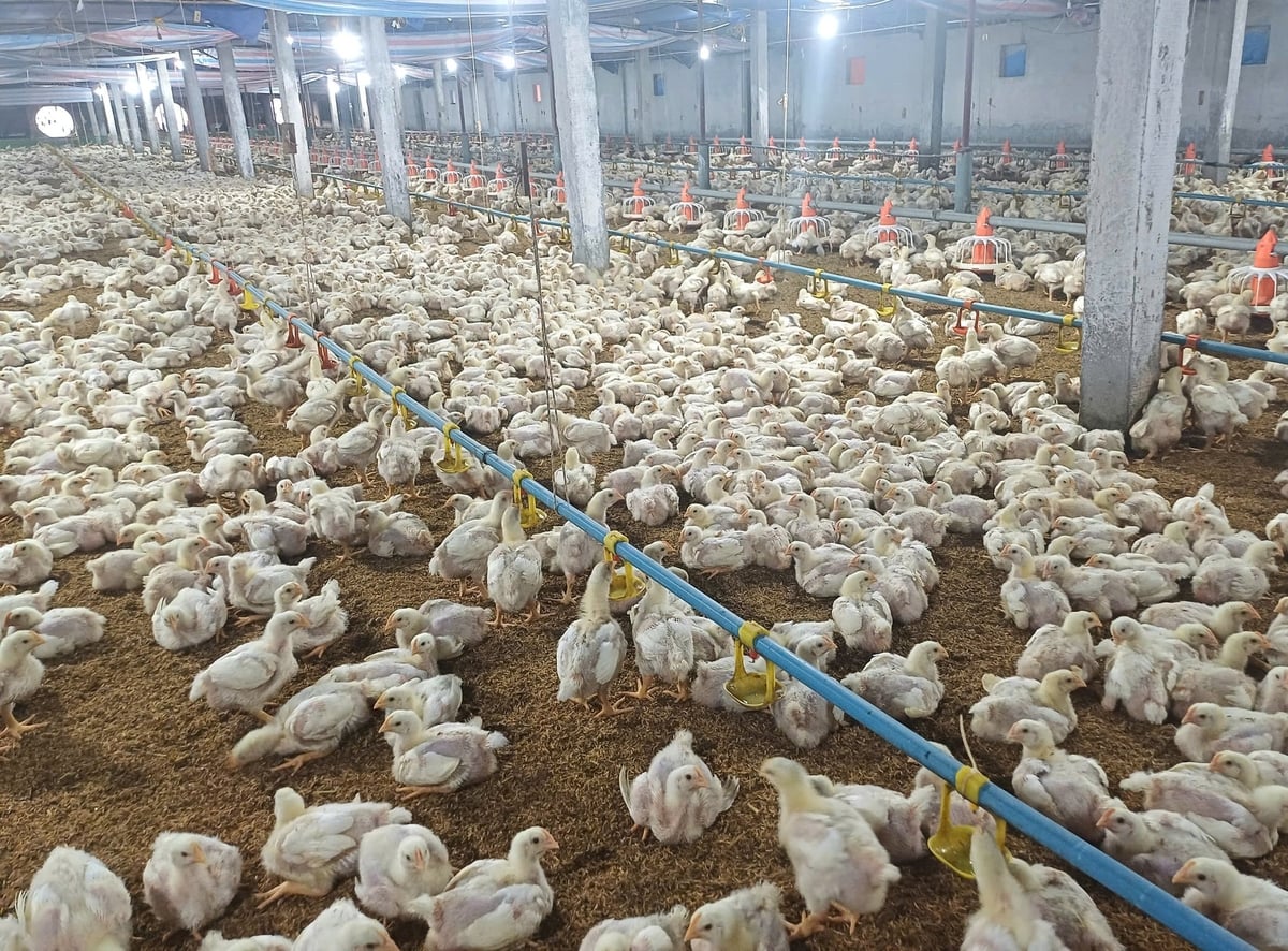 Chăn nuôi gà đã giúp nhiều hộ dân tại xã An Khánh ổn định kinh tế một cách bền vững. Ảnh: Hoàng Phong.