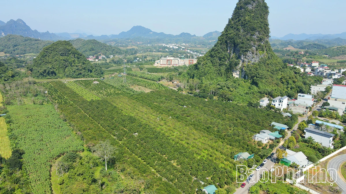 Experience the brilliant orange color of Cao Phong