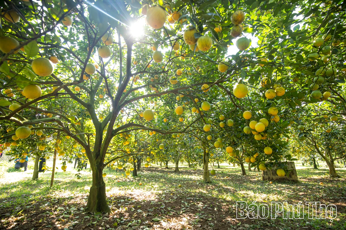 Experience the brilliant orange color of Cao Phong