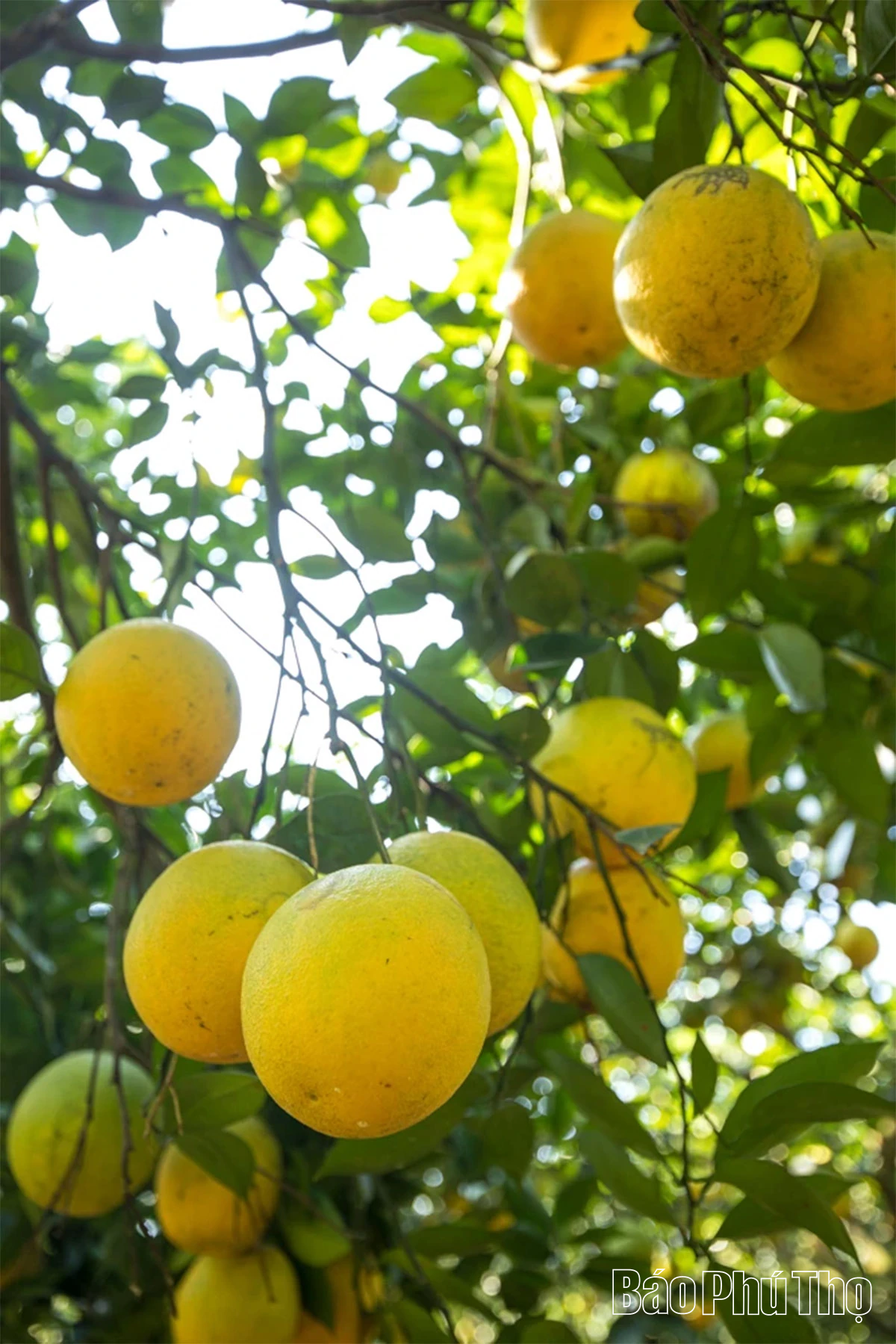 Experience the brilliant orange color of Cao Phong