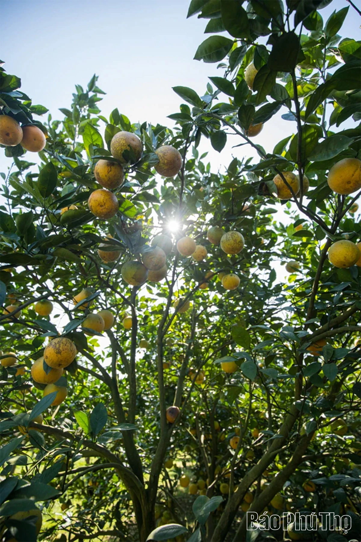 Experience the brilliant orange color of Cao Phong