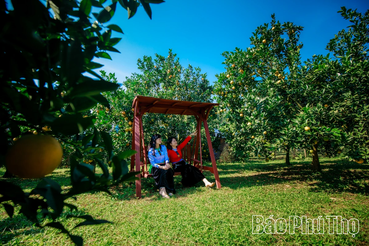 Experience the brilliant orange color of Cao Phong