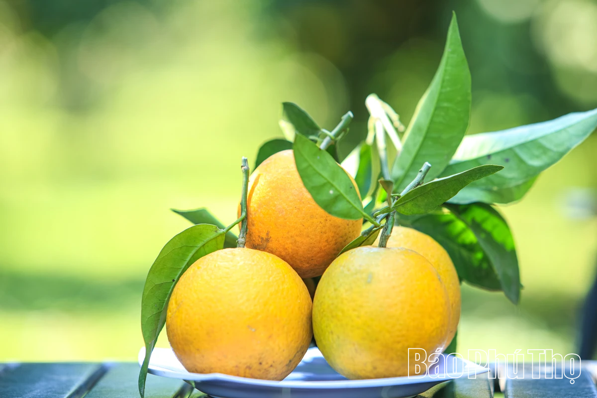 Experience the brilliant orange color of Cao Phong