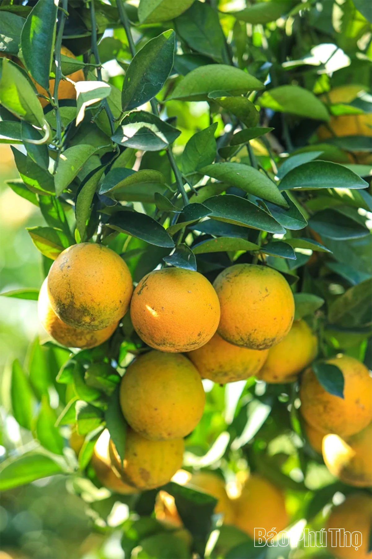 Experience the brilliant orange color of Cao Phong