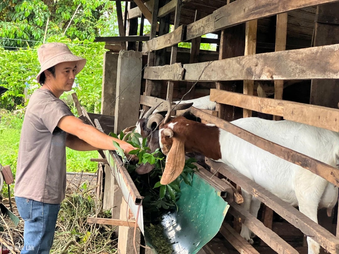 Модель разведения коз в семье господина Хуа Ван Хуу (этническая группа тай) способствует хорошей экономической эффективности.