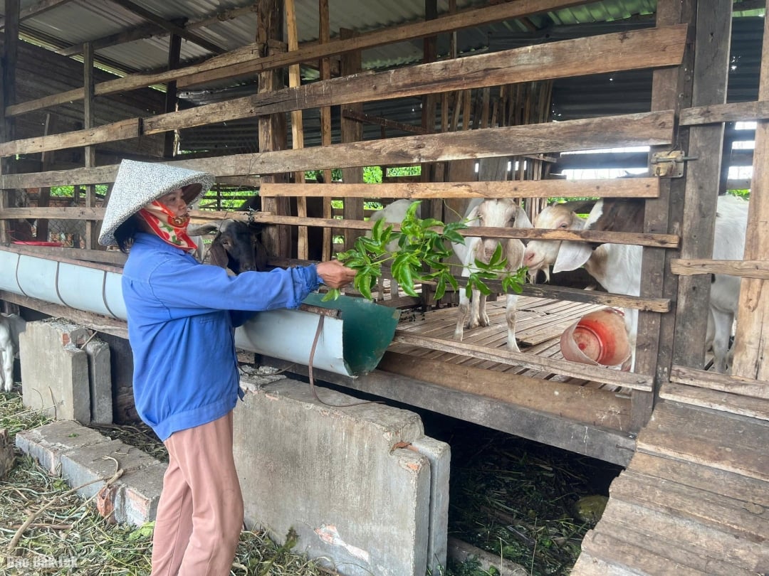 Благодаря кредиту семья Нонг Тхи Той нашла способ построить свою экономику.
