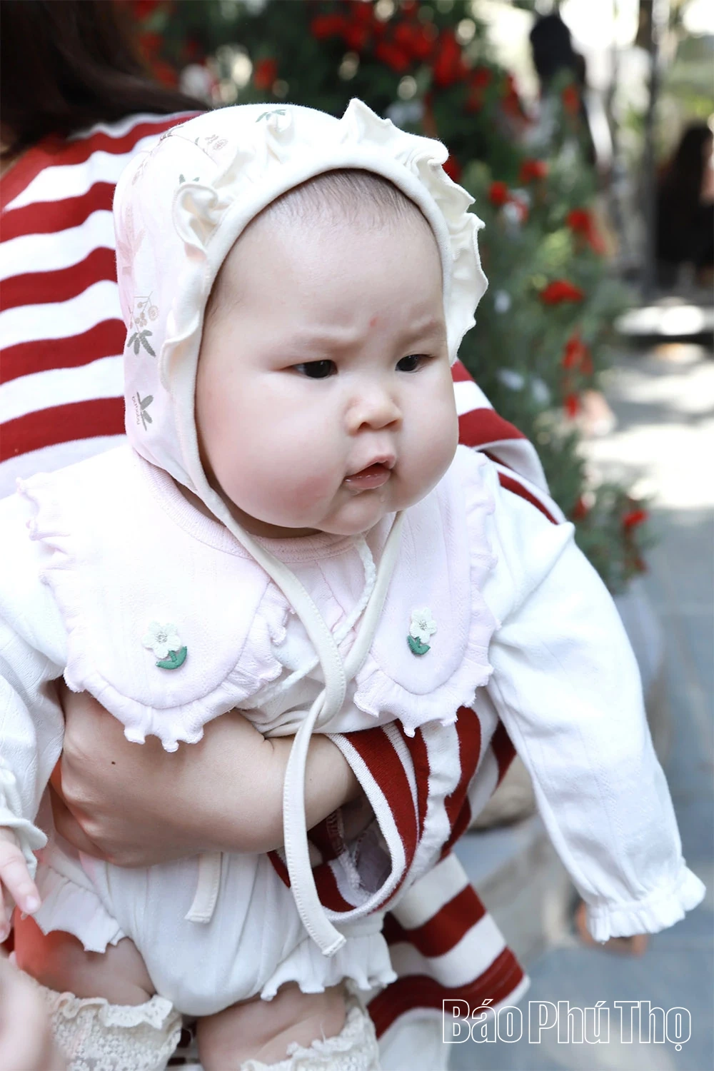 Phu Tho korán kivilágosodik a karácsonyi szezonban