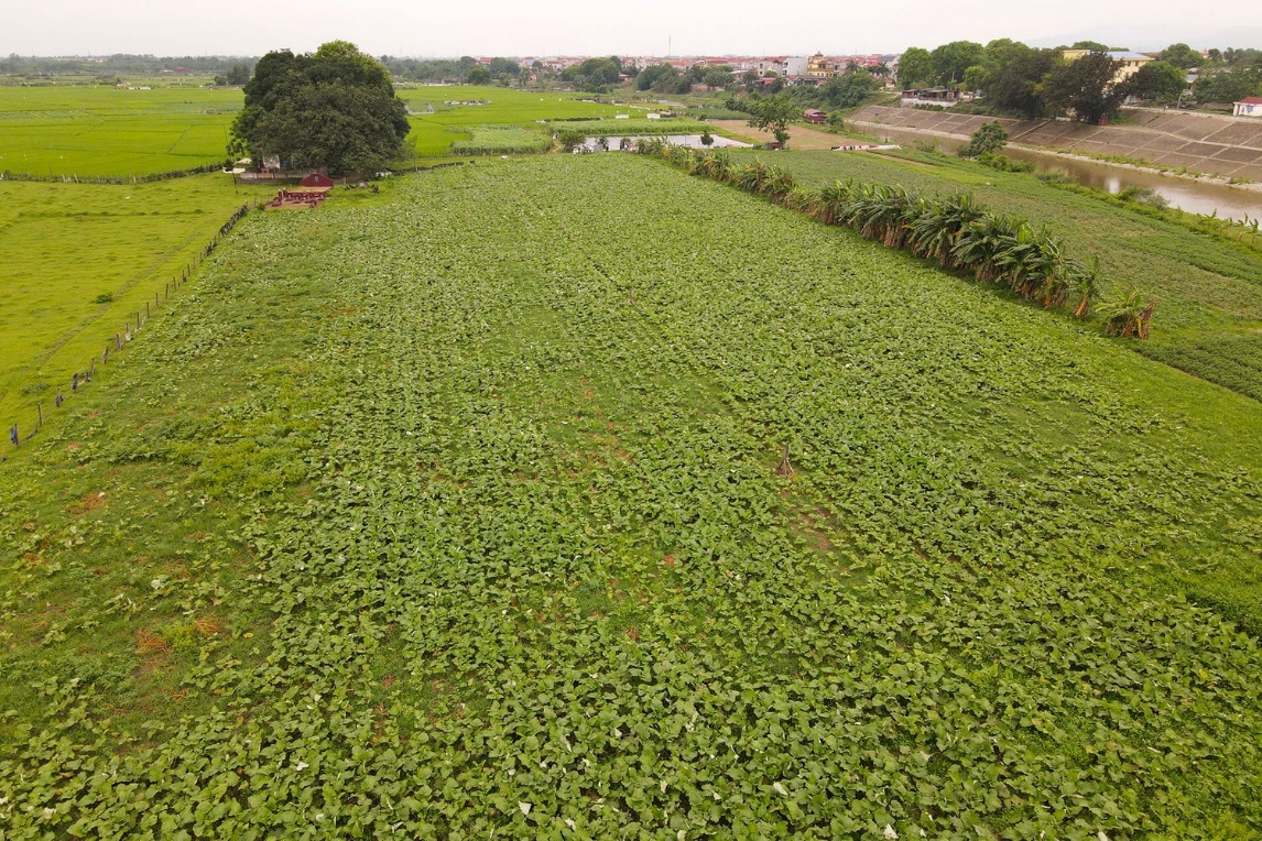 Chuyển đổi số trong phát triển dược liệu- Ảnh 1.