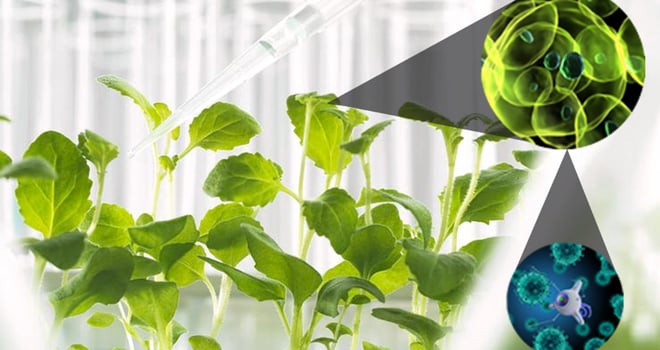 Công nghệ nano - bước tiến mới trong sản xuất nông nghiệp bền vững- Ảnh 1.