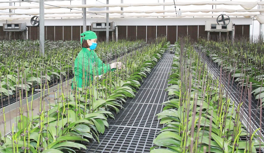 Ứng dụng khoa học công nghệ và tư duy xanh mở lối cho nông nghiệp Việt Nam- Ảnh 1.