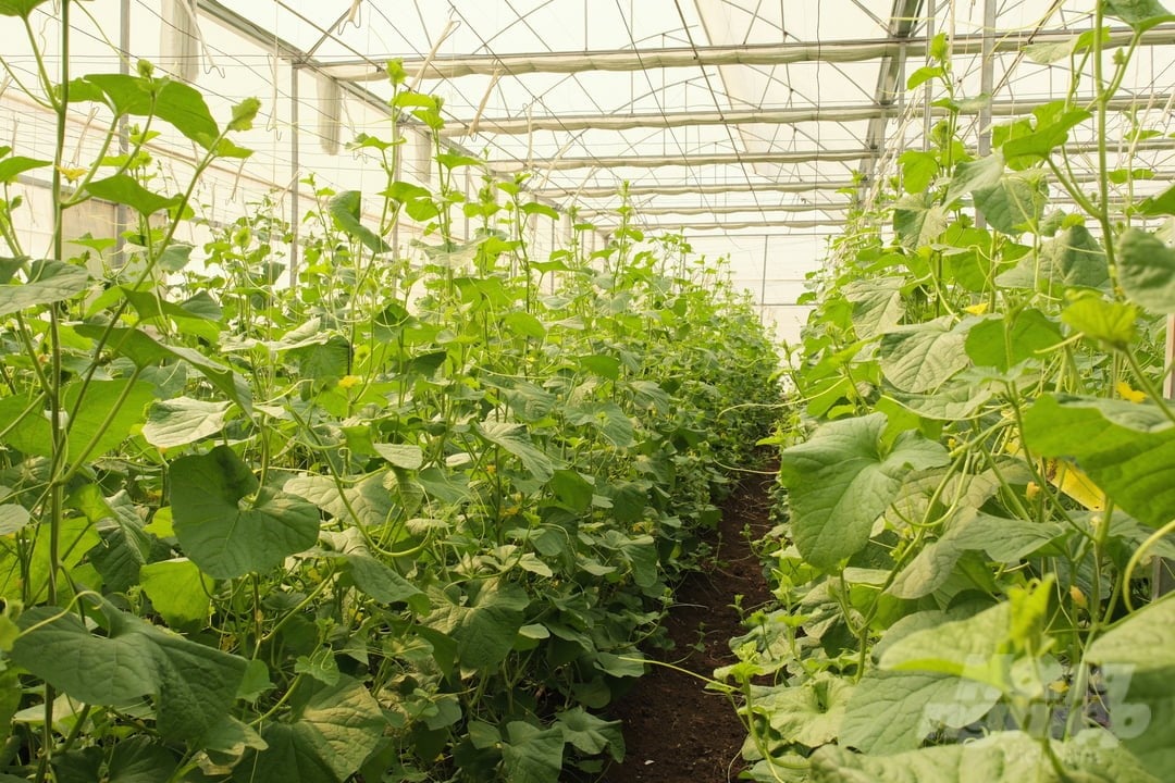 Làm nông nghiệp số từ nhà màng: Hướng mở cho sản xuất nông nghiệp hiện đại- Ảnh 2.