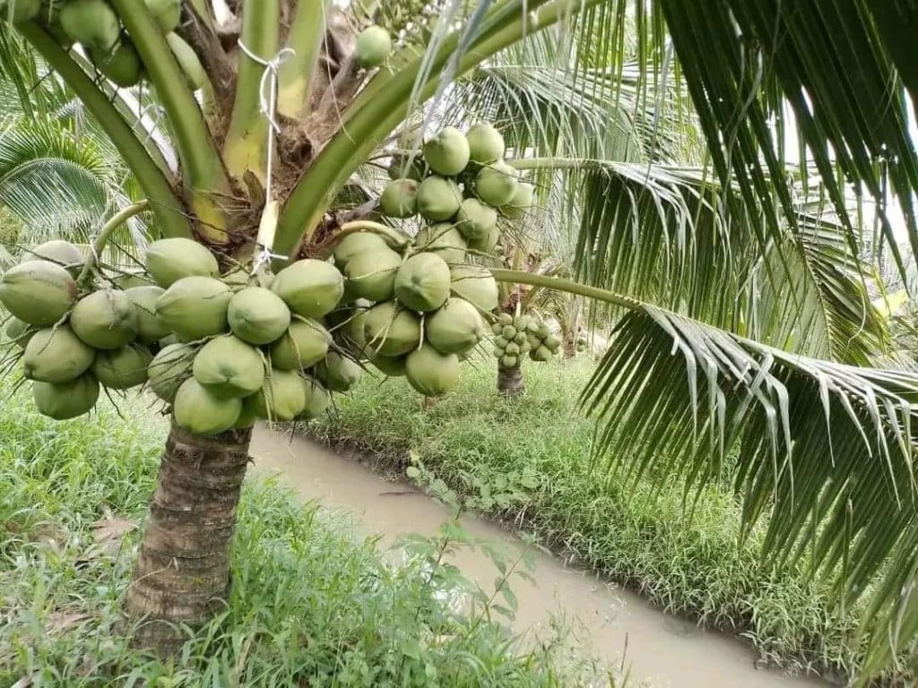 Khoa học và công nghệ: Đòn bẩy nâng giá trị ngành dừa miền Tây- Ảnh 2.