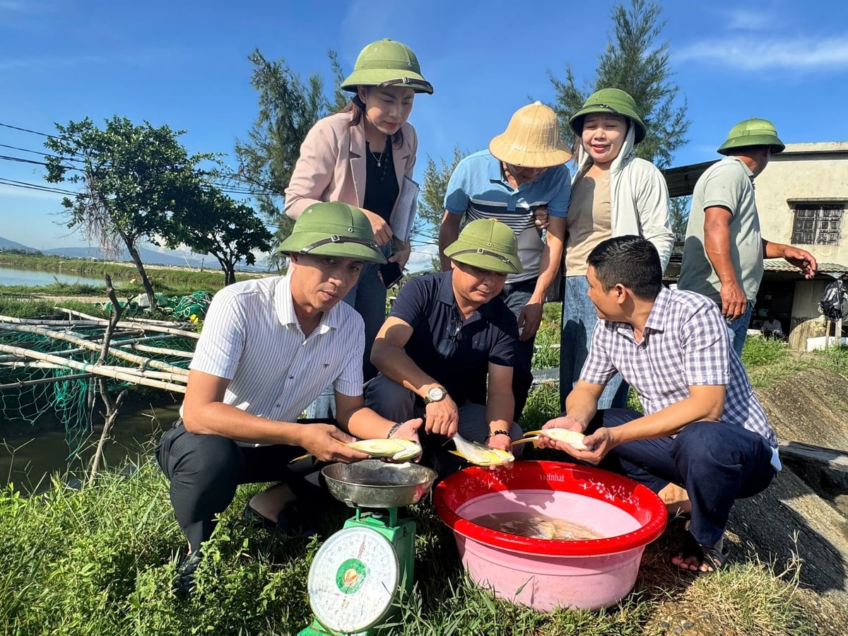 Diversos modelos de criação de pampo-de-barbatana-amarela em Ha Tinh têm apresentado resultados muito positivos. Foto: Anh Nguyet. Nhiều mô hình nuôi cá chim vây vàng tại Hà Tĩnh cho kết quả rất khả quan. Ảnh: Ánh Nguyệt.